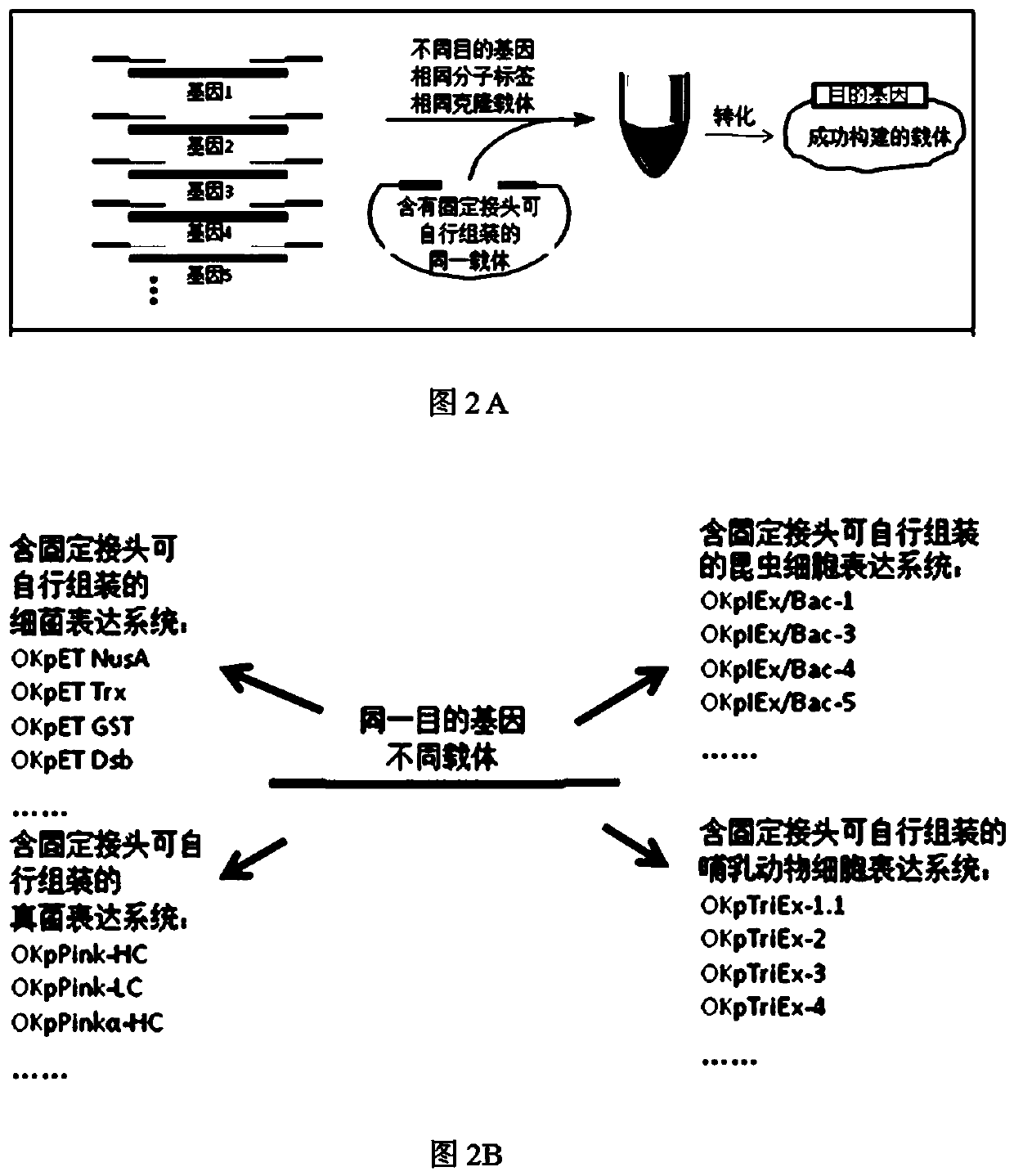 A New Gene Cloning Method