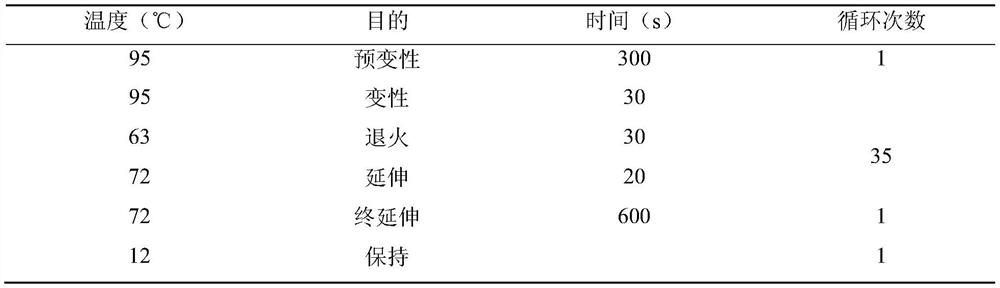 A method for detecting beef cattle plag1 gene indel marker and its special kit