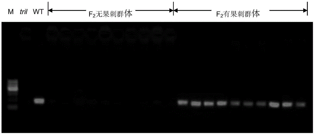 Dominance molecular marker for controlling coseparation of cucumber genes Tril with or without fruit thorns