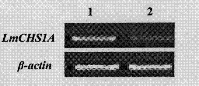 Insect chitin synthase 1A gene segment, dsRNA and application thereof