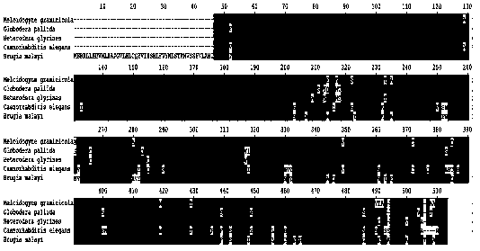 Meloidogyne graminicola translation elongation factor Mg-eFF1A and application thereof to control of plant diseases