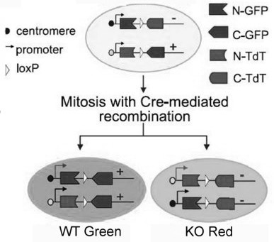 Method for marking adjacent astrocytes