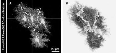 Method for marking adjacent astrocytes