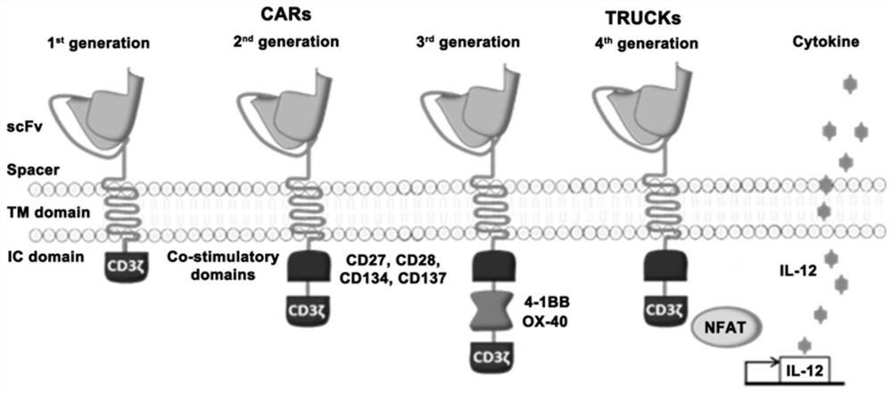 Cell activation-dependent secretion system and application