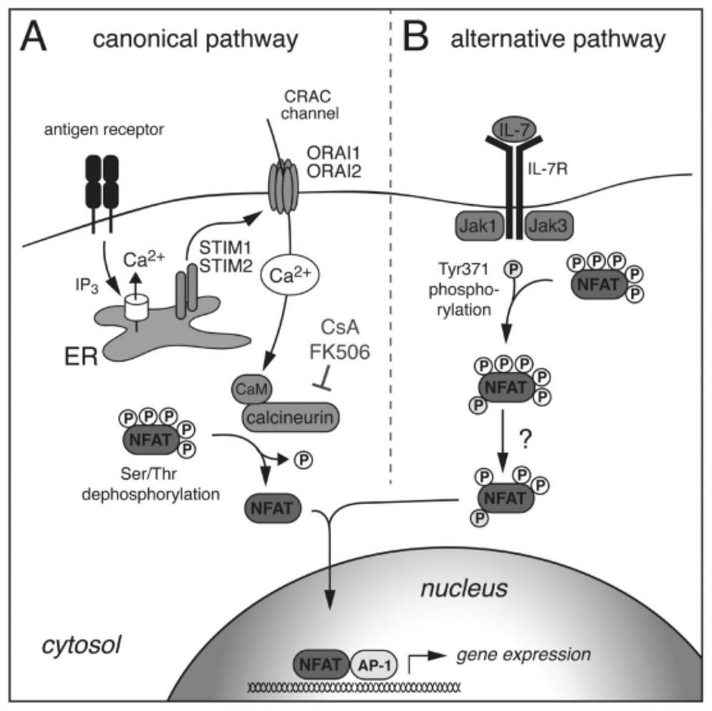 Cell activation-dependent secretion system and application