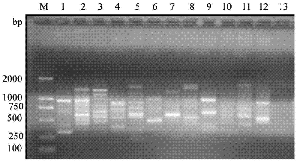 Rapid molecular detection method of heterodera elachista by specific RAPD (Randomly Amplified Polymorphic DNA) and SCAR (Sequence-characterized Amplified Region) markers