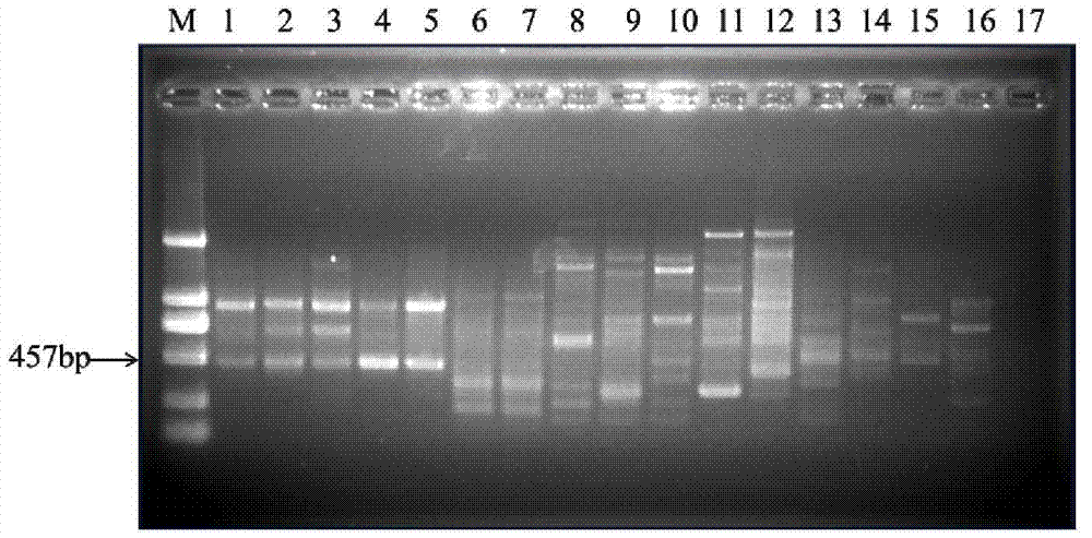 Rapid molecular detection method of heterodera elachista by specific RAPD (Randomly Amplified Polymorphic DNA) and SCAR (Sequence-characterized Amplified Region) markers