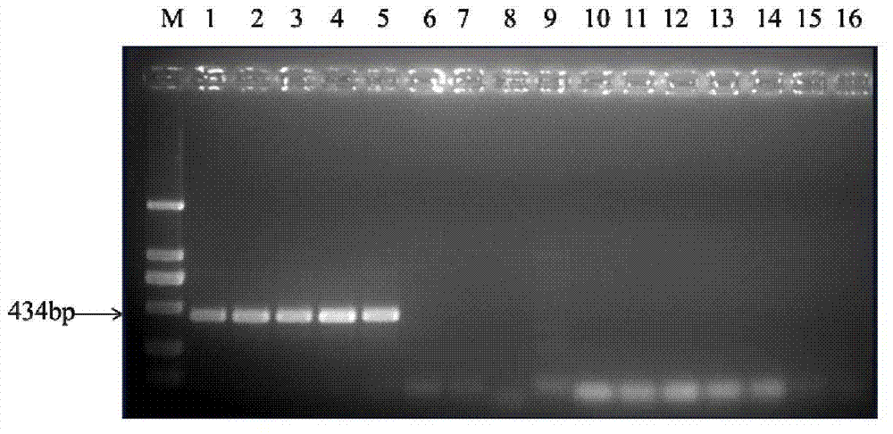 Rapid molecular detection method of heterodera elachista by specific RAPD (Randomly Amplified Polymorphic DNA) and SCAR (Sequence-characterized Amplified Region) markers