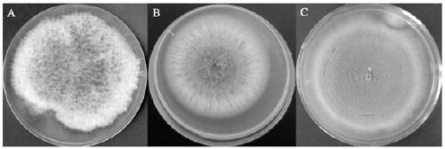 A kind of compound microbial fertilizer special for heterophylla heterophylla and its preparation method and application