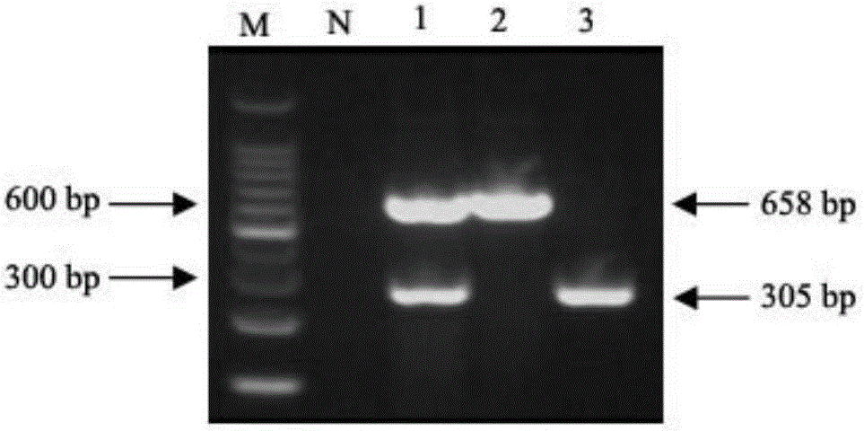 Reagent set and method for detecting avian influenza viruses and chicken parvoviruses