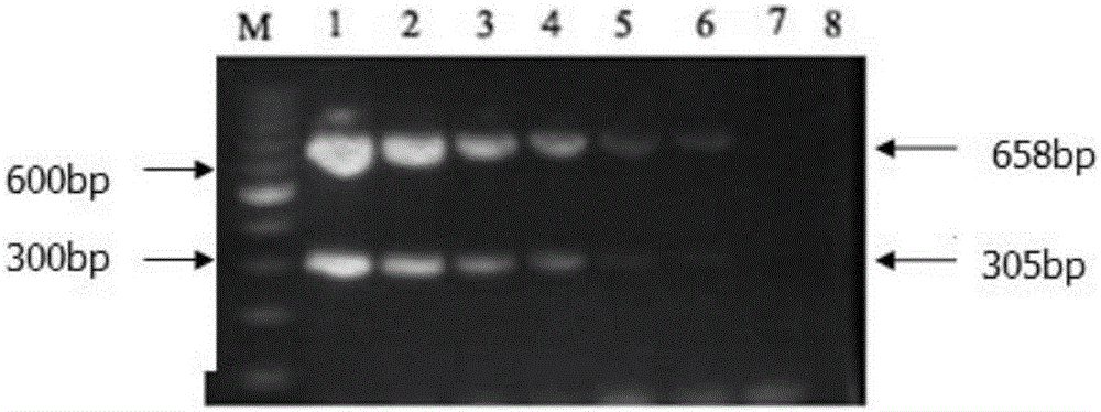 Reagent set and method for detecting avian influenza viruses and chicken parvoviruses