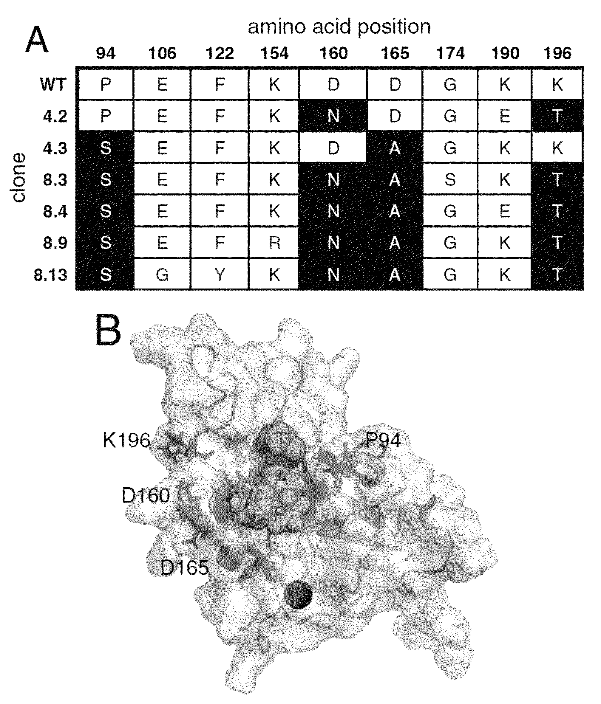 Evolution of bond-forming enzymes