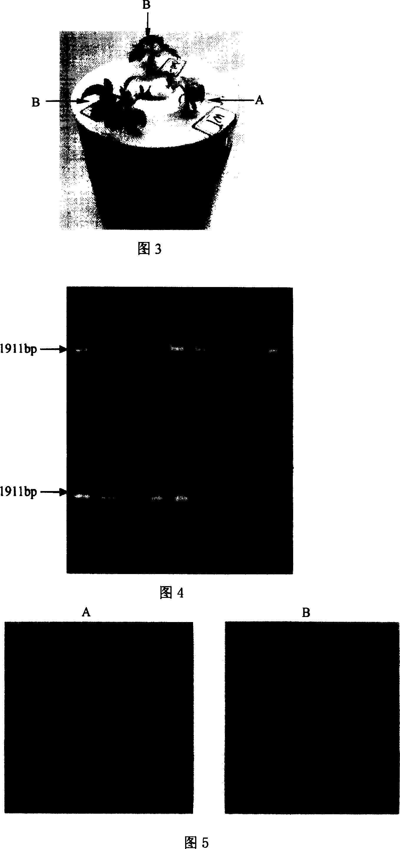 High affinity ammonium transport factor fuse gene and its use in transgenic plant