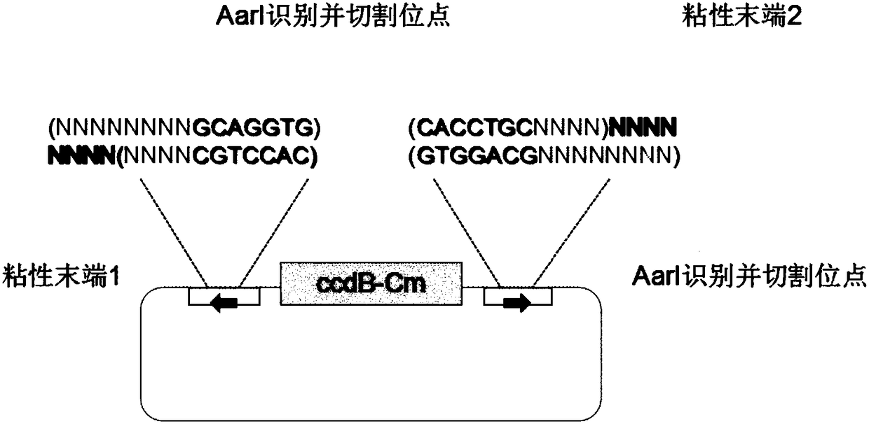 Construction method of seamless multi-segment cloning vector