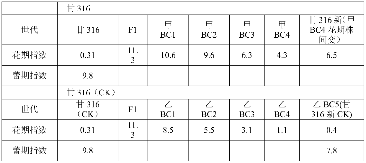 Breeding method of cold-resistant and bolting-resistant head cabbage