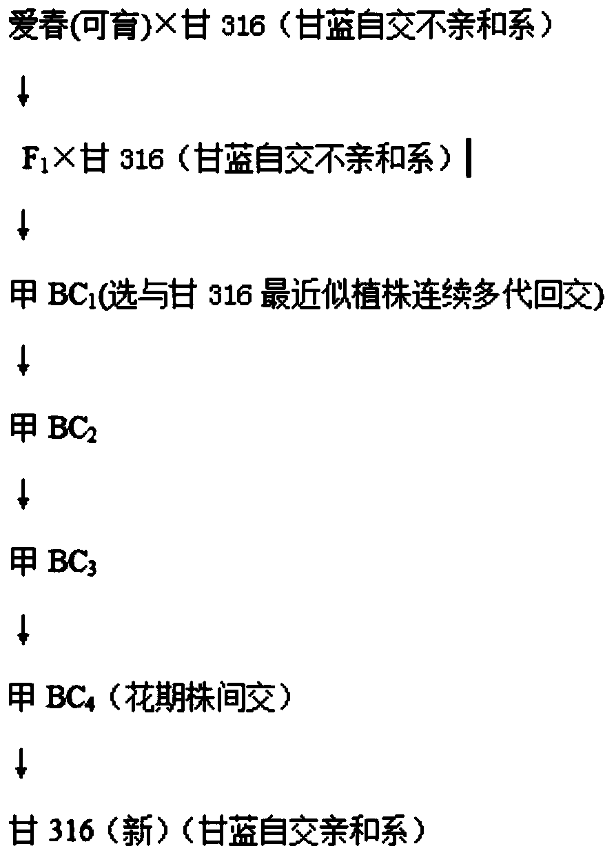 Breeding method of cold-resistant and bolting-resistant head cabbage