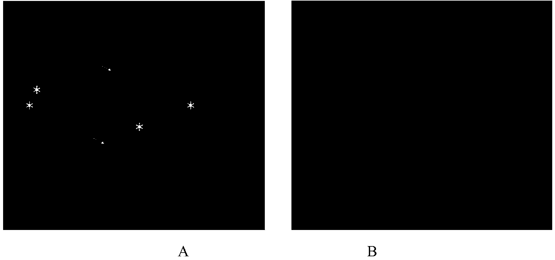 Fluorescence in situ hybridization method for metaphase chromosome of mulberry