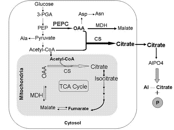 Carrier for enhancing aluminum-tolerance of plant, and method for establishing the same