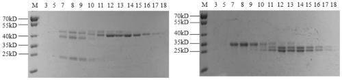 Fab fragment of anti-R-ofloxacin (R-OFL) antibody as well as preparation and application of Fab fragment