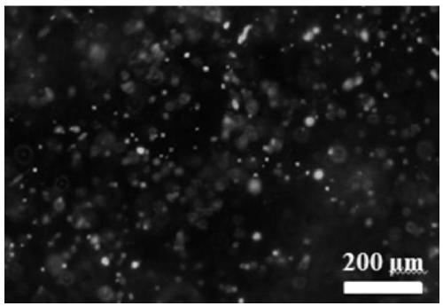 Functional nano-crystalline cellulose hydrogel and preparation method thereof