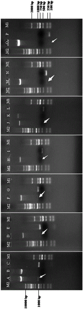 Banana-fruit-particle/amylosynthease-gene-promoter-combined key response element and screening method thereof