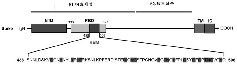 Novel coronavirus polypeptide vaccine coupled with TLR7 agonist and application of novel coronavirus polypeptide vaccine