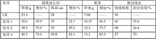 A purpureocillium lilacinum-lactobacillus plantarum composite microbe agent and applications thereof