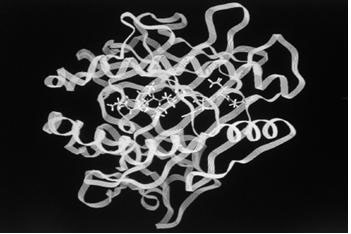 HLA-A*0201 restrictive CTL epitope of neuritin protein, and application of HLA-A*0201 restrictive CTL epitope