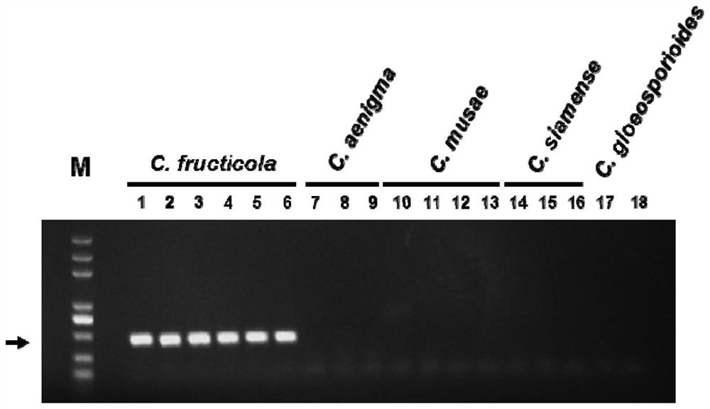 Specific gene sequence of colletotrichum fructicola and application of specific gene sequence