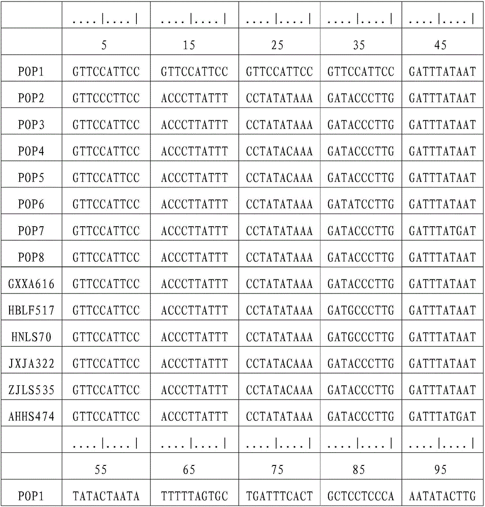 Chinese giant salamander group dividing method based on mitochondrial DNA sequence