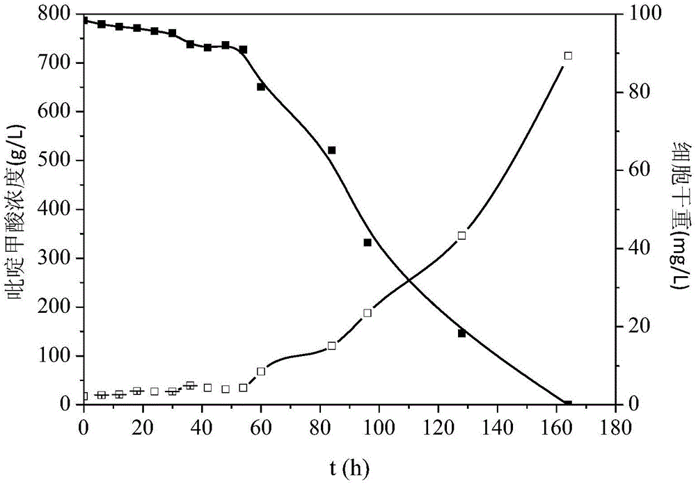 Chryseobacterium for efficient degradation of picolinic acid, and applications thereof