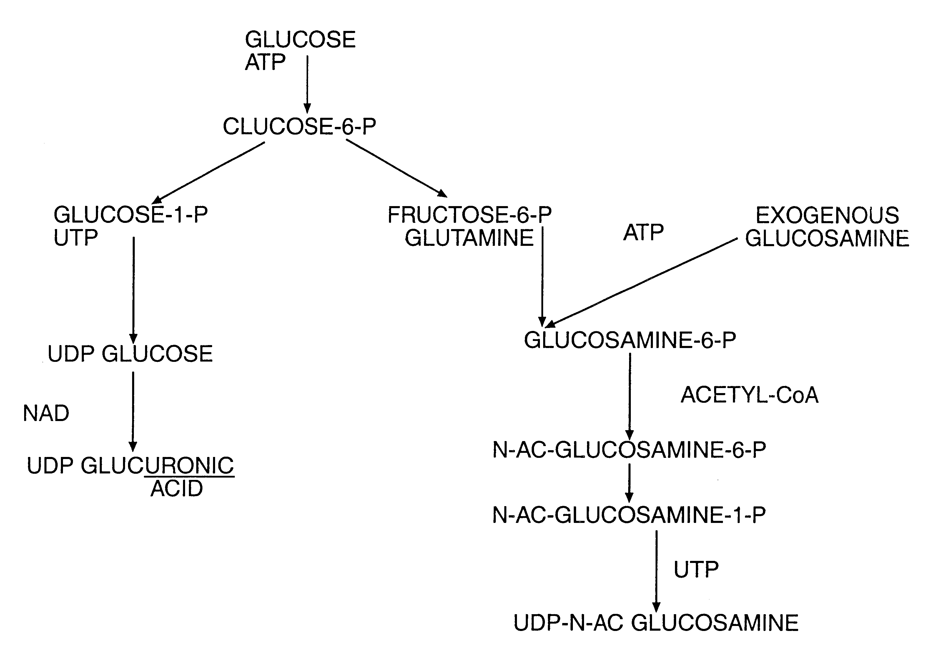 Aminosugar and glycosaminoglycan composition for the treatment and repair of connective tissue