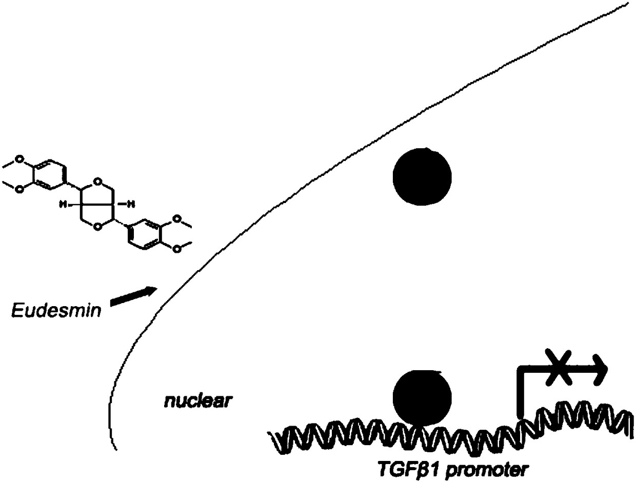 Application of Eudesmin in preparation of drugs for preventing or curing renal fibrosis