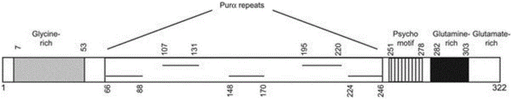 Puralpha gene segment P4 and application thereof