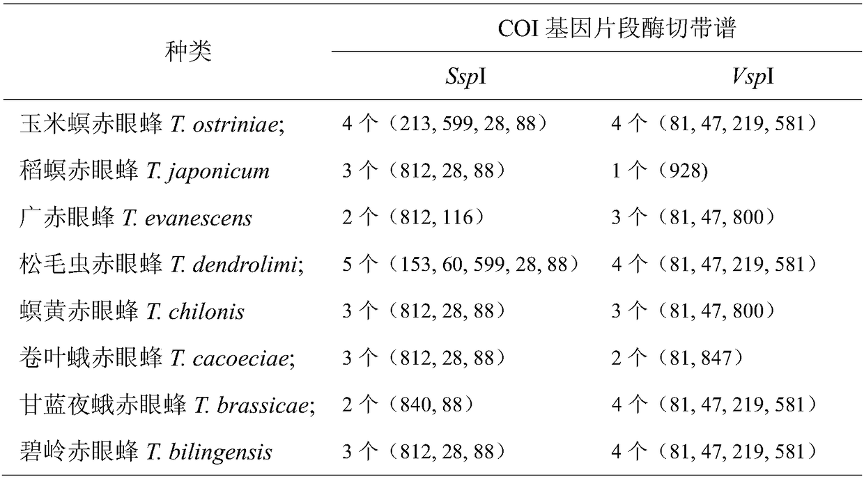 Early stage molecular detection and identification method and application for eight kinds of oophagous trichogrammae in trichogrammatidae family