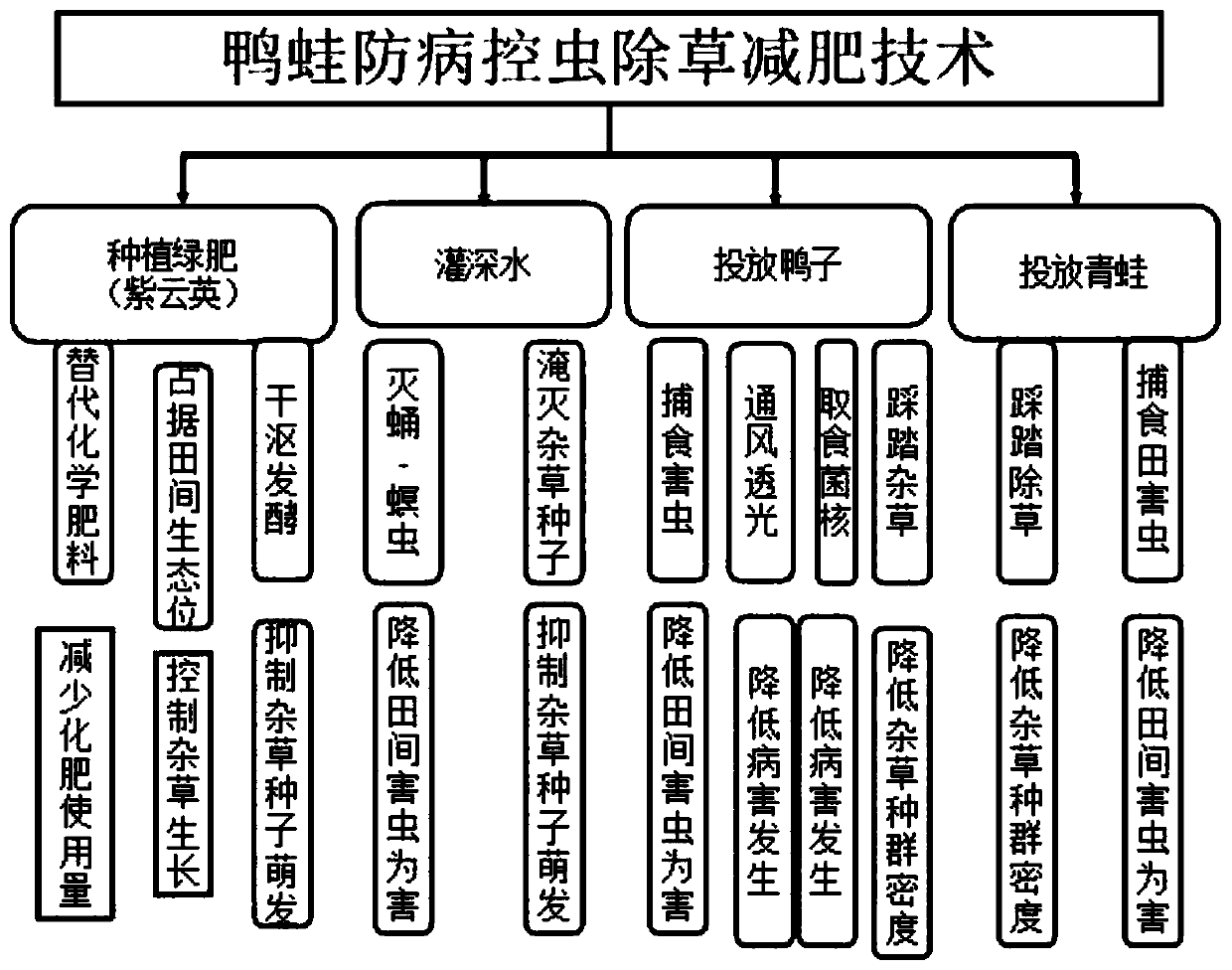 Method for producing rice capable of realizing disease and pest prevention, weed control and fertilizer reduction based on ducks and frogs