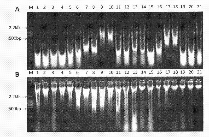 Method for extracting DNA from old formalin-fixed tissues