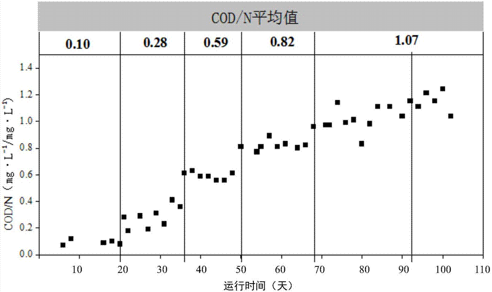 CANON (completely autotrophic nitrogenremoval over nitrite) for sewage with large fluctuating degree of COD/N (chemical oxygen demand/nitrogen)