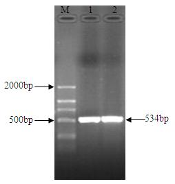 Negative control gene of streptomyces roseoflavus as well as preparation method and application thereof