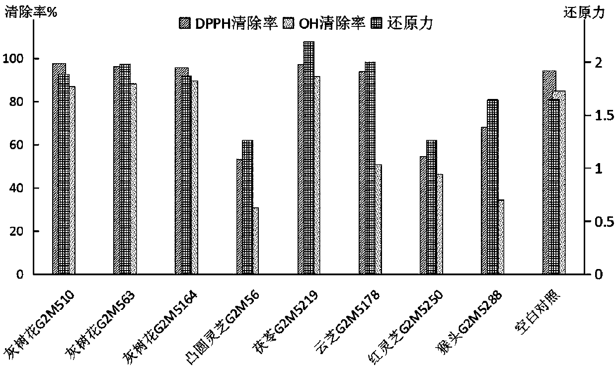 Method of using medicinally and edibly homogenous fungus to ferment walnut green husks and fermentation product thereof and applications of the fermentation product