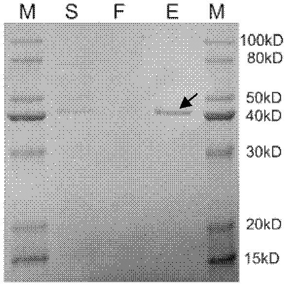 Method of using pichia yeast expression system to produce German cockroach allergenic Blagarg protein