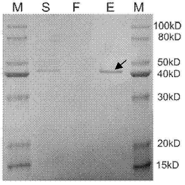 Method of using pichia yeast expression system to produce German cockroach allergenic Blagarg protein