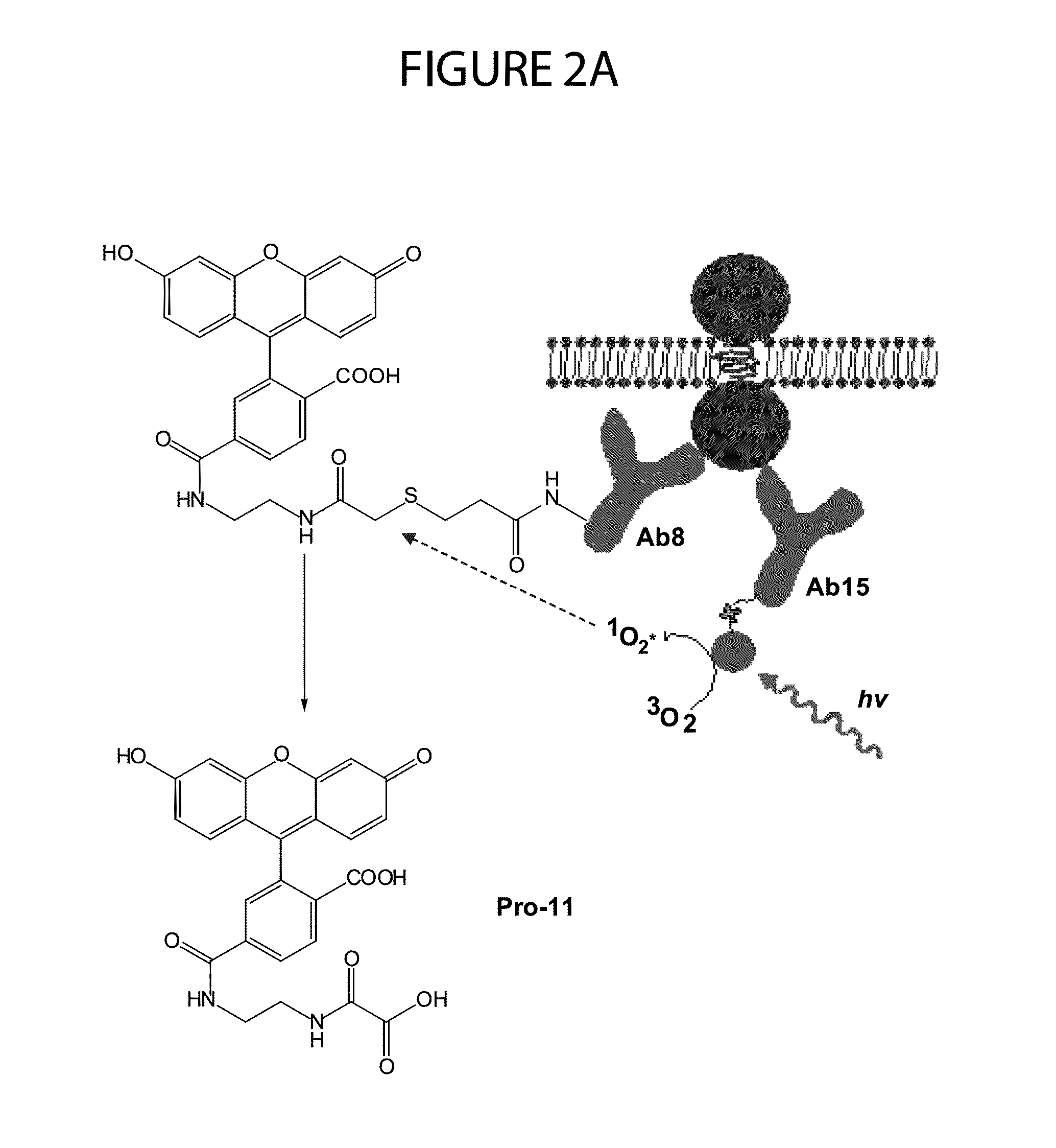 Methods of Determining Patient Response by Measurement of HER-2 Expression