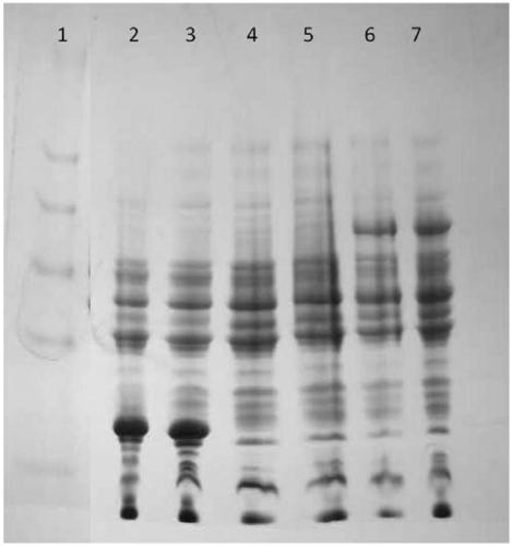 Preparation method and application of engineering bacteria for efficiently expressing growth hormone