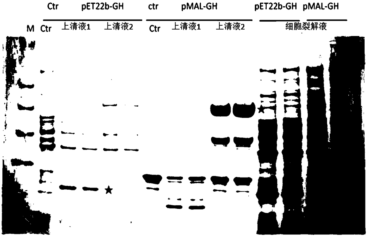 Preparation method and application of engineering bacteria for efficiently expressing growth hormone