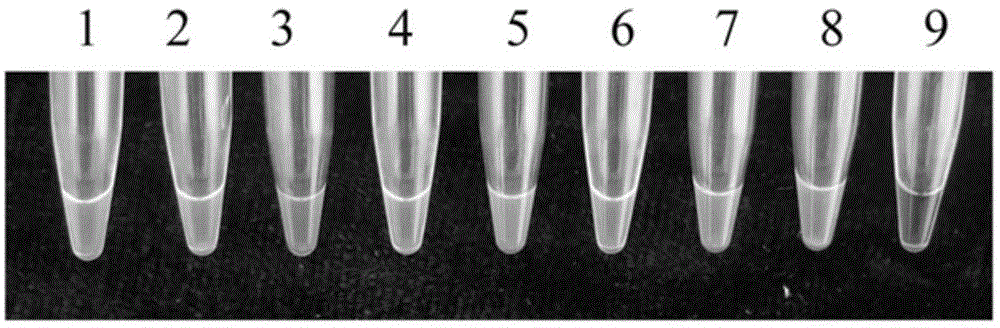 Loop-mediated isothermal amplification primer composition capable of detecting colletotrichum truncatum and application thereof