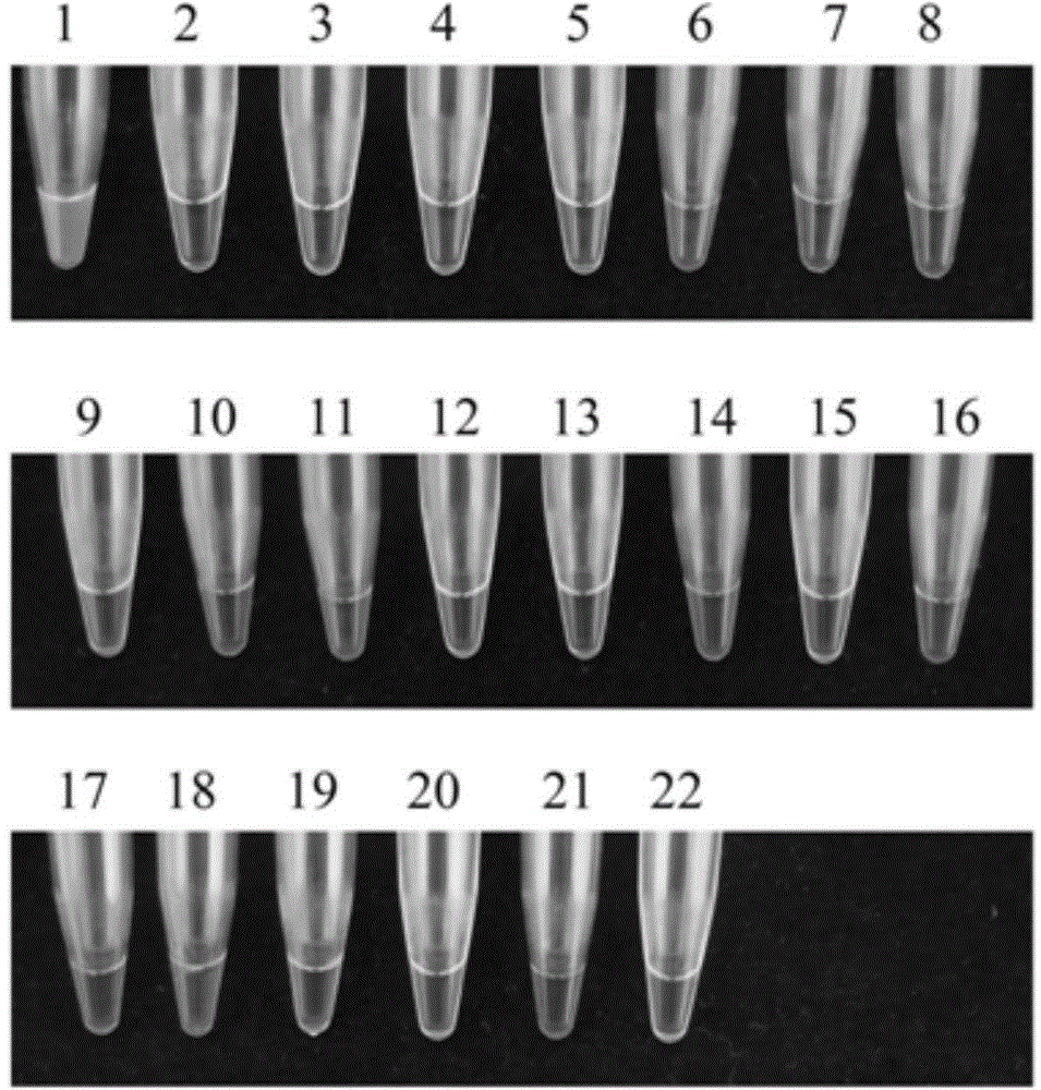 Loop-mediated isothermal amplification primer composition capable of detecting colletotrichum truncatum and application thereof