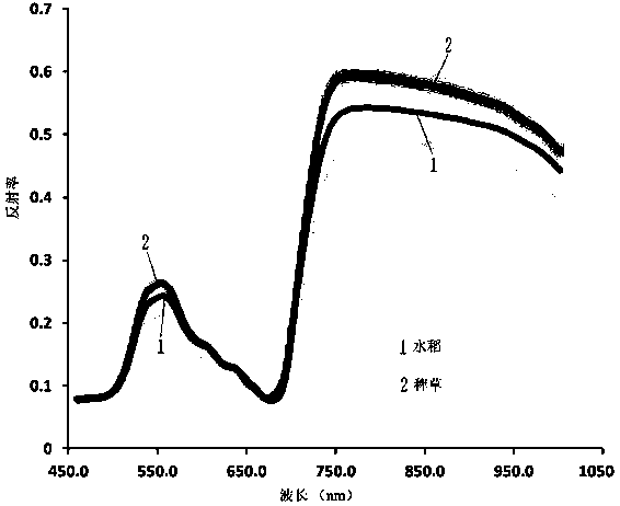 Method for identifying barnyard grass of rice field by utilizing a hyperspectral imaging technology