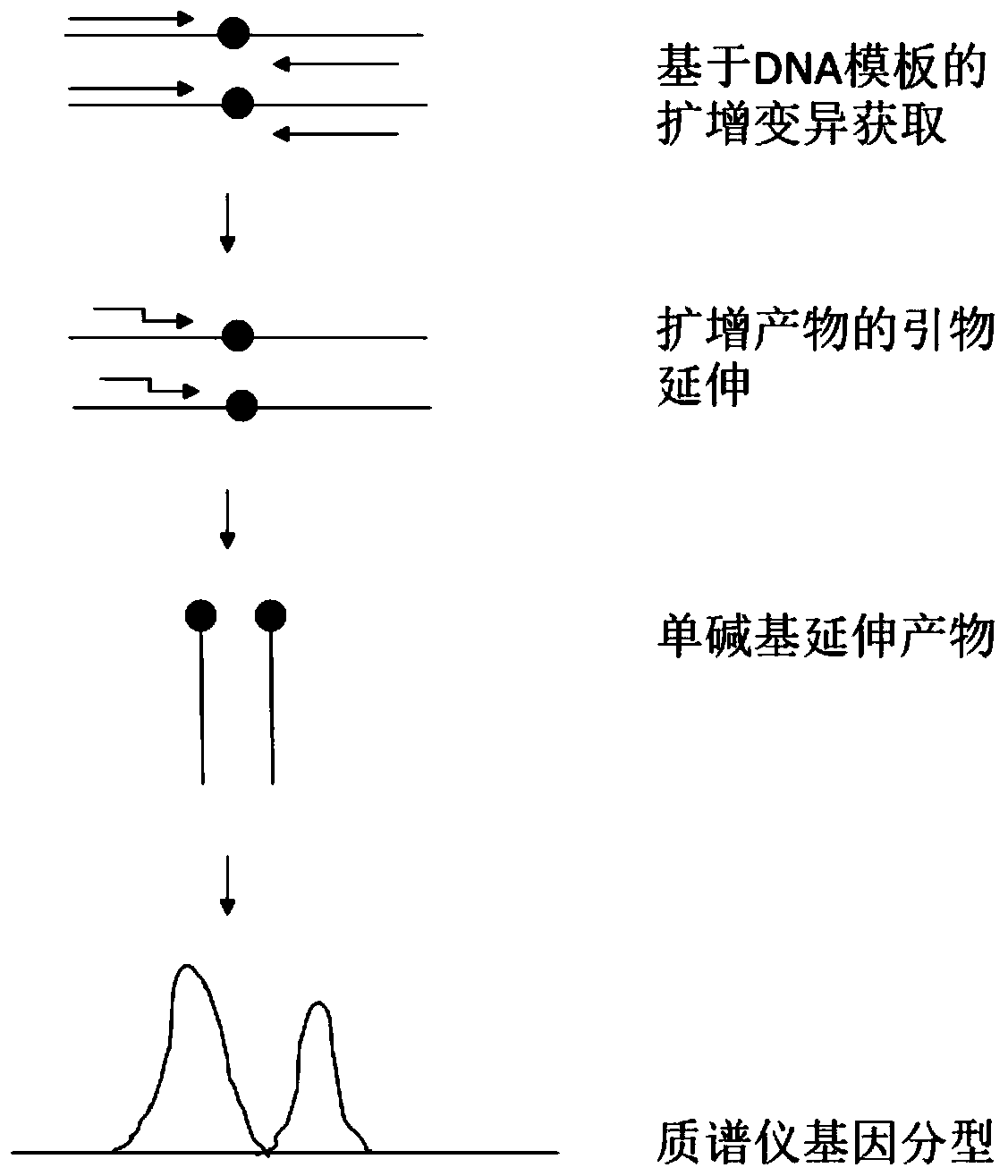 A set of kiwifruit species-associated specific single nucleotide molecular markers and its detection primer set and application