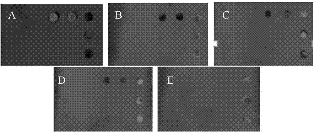 Probe used for TORCH detection, gene chip and kit thereof